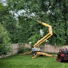 Best Tree Cabling and Bracing  in Lincoln, MO