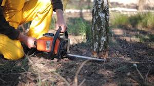 Best Stump Grinding and Removal  in Lincoln, MO